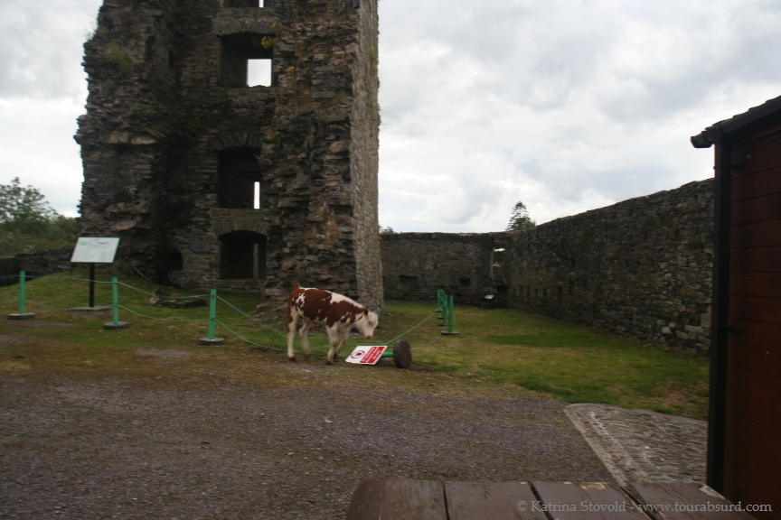 Calf vanquishing a sign post inside a castle.