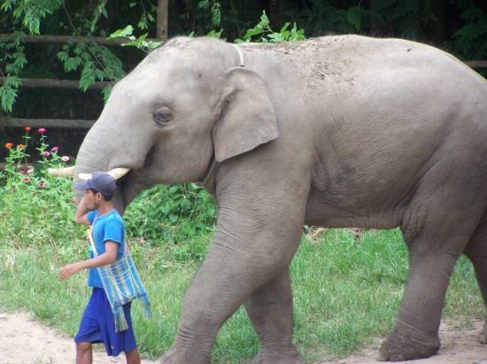 at the Elephant Nature Park