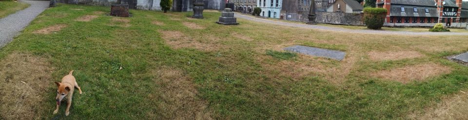 A panoramic view of a grassy area around the back of St. Fin Barre's Cathedral in Cork. The grass is looking thirsty and many brown patches reveal where gravestones used to be present.