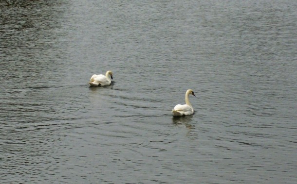 Swans on the Lee