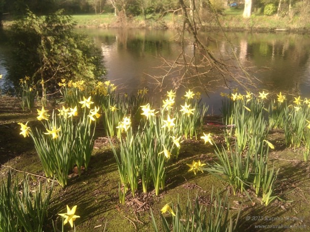 Delightful daffodill-i-oos!