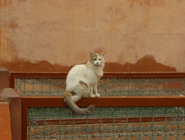 Cat at the Saadian Tombs, Marrakech, Morocco