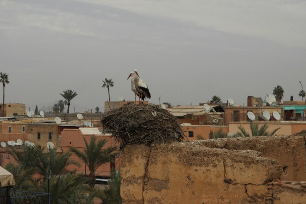 White_storks_badi_palace_marrakech_morocco.jpg