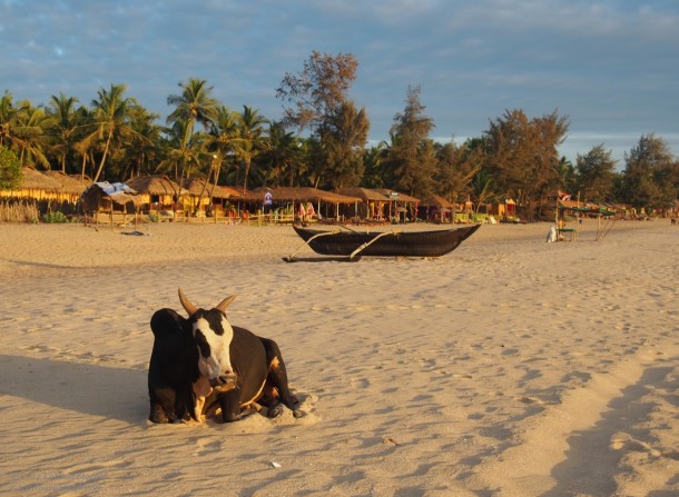 A bull at the magic hour on Agonda Beach