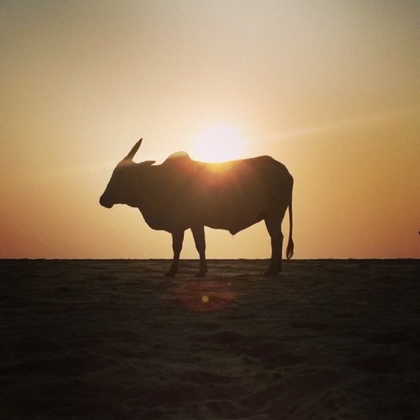 Bull at sunset on Agonda Beach