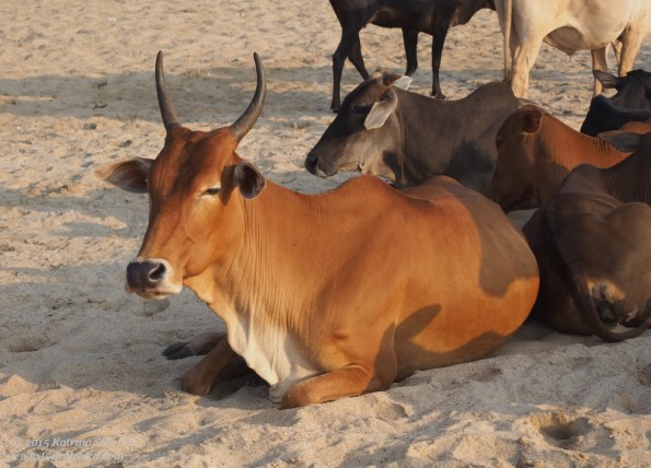 a cow in the beach in Goa at sunset