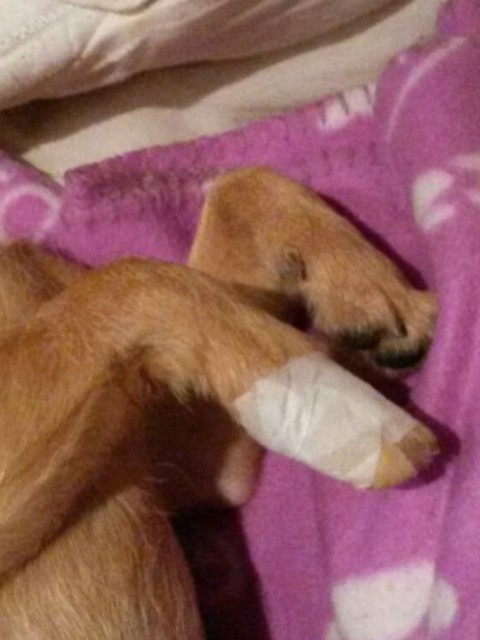 Doggy paw, bandaged. *sad face*