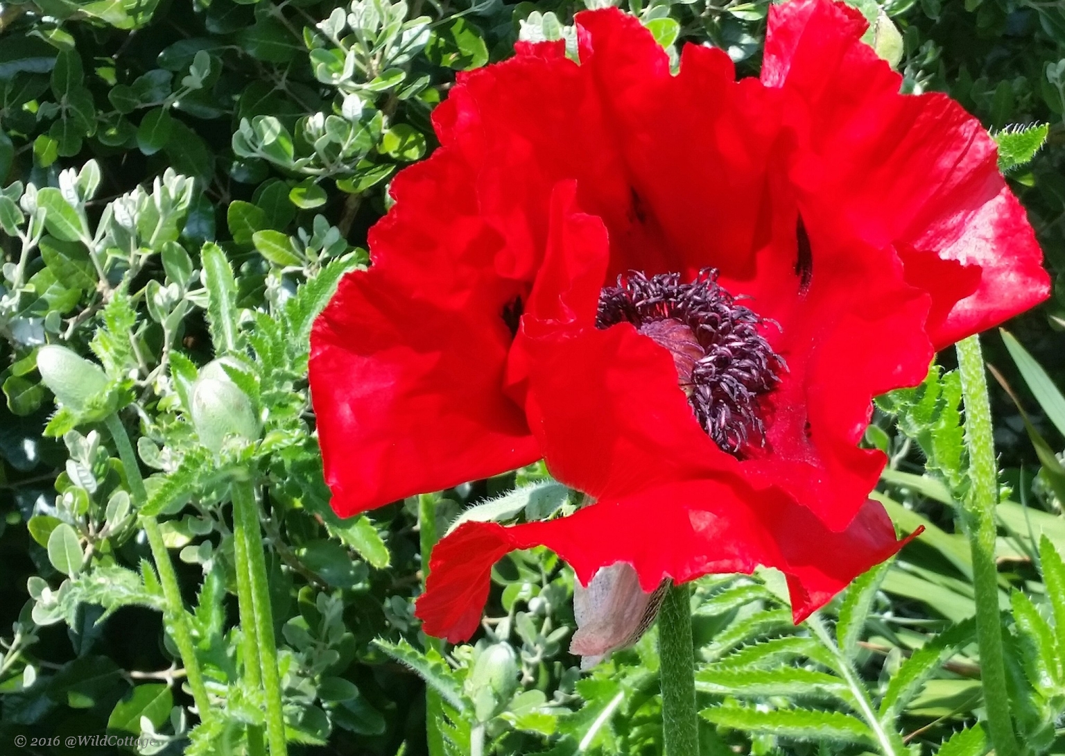 Giant, red poppy!