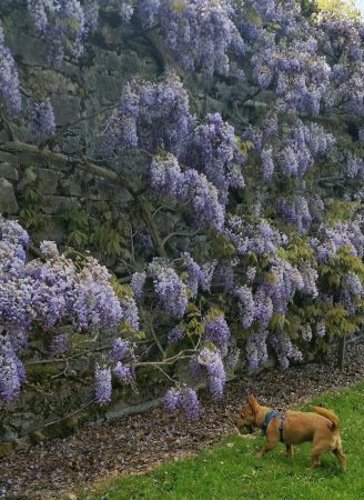 Gobi the Terrier approaches the mysterious wisteria!