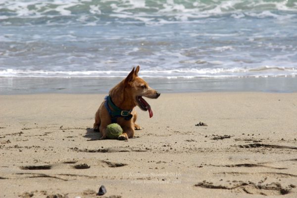 Gobi the Terrier at Barleycove Beach. Summer in Ireland is beautiful!