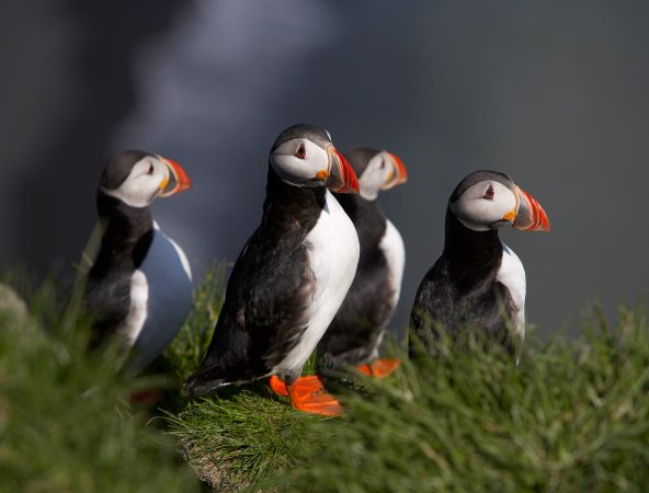 Did you know you can see PUFFINS on an Iceland roadtrip?!