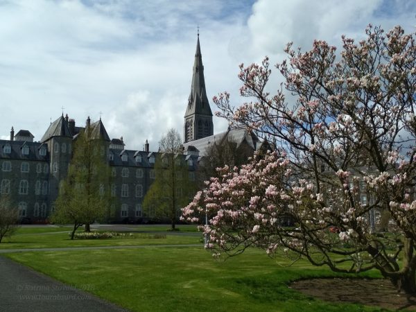 Maynooth Unversity campus. Grass and a flowering tree are in the foreground, stately old buildings from the original seminary are in the background.